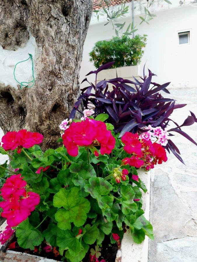 Apartments Djuro Rafailovic Budva Ngoại thất bức ảnh